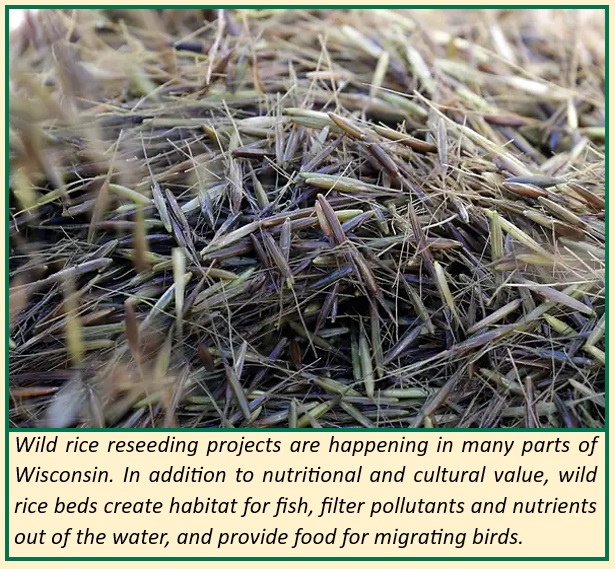 After decades of neglect, wild rice revitalization projects are